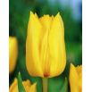 Tulipan Yokohama - opak. 5 szt.