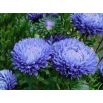 Aster peoniowy - niebieski