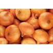 Cebula Stuttgarter Riesen