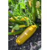 Cukinia Goldena