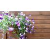 Fiołek o pędach zwisających - mieszanka