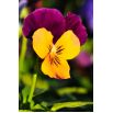 Fiołek rogaty Orange Purple