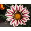Gazania BIG KISS F2 White Flame