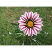Gazania BIG KISS F2 White Flame
