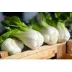 Kapusta chińska Pak-Choi Joi Choi