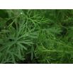 Koper ogrodowy Szmaragd - 100 gram