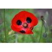 Mak biedronkowy Ladybird