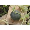 Melon Charentais - cukrowy
