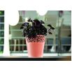 Osłonka z koronkowym wykończeniem, ażurowa Naturo - 17,5 cm - mocca