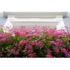 Pelargonia Speedy mixed - zwisająca