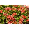 Pelargonia Speedy mixed - zwisająca