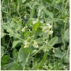 Peluszka, Groch siewny pastewny na poplon - 1000 gram