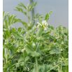 Peluszka, Groch siewny pastewny na poplon - 1000 gram