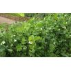 Peluszka, Groch siewny pastewny na poplon - 1000 gram
