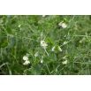 Peluszka, Groch siewny pastewny na poplon - 1000 gram