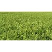 Peluszka, Groch siewny pastewny na poplon - 1000 gram