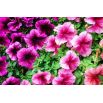 Petunia niska Żyłkowana - mieszanka