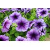 Petunia niska Żyłkowana - mieszanka