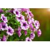 Petunia niska Żyłkowana - mieszanka