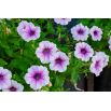 Petunia niska Żyłkowana - mieszanka