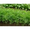 Koper ogrodowy Szmaragd - 100 gram
