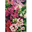 Alstremeria - Alstroemeria - 1 szt.