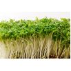 BIO Nasiona na kiełki - Rzeżucha - Certyfikowane nasiona ekologiczne
