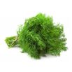 BIO Koper ogrodowy - Certyfikowane nasiona ekologiczne