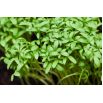 BIO Nasiona na kiełki - Rzeżucha - Certyfikowane nasiona ekologiczne