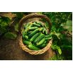 BIO Ogórek krzaczasty Dar - Certyfikowane nasiona ekologiczne