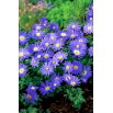 Zawilec grecki - Blue Shades - 8 szt.