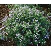 Brunera wielkolistna - Brunnera Macrophylla - 1 szt.