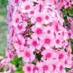 Floks (Phlox) - Płomyk wiechowaty - Neon Flare - 1 szt.