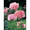 Mak wschodni - Helen Elizabeth - 1 szt.