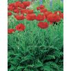 Mak wschodni - Papaver orientale - 1 szt.