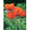 Mak wschodni - Papaver orientale - 1 szt.