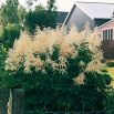 Parzydło leśne - Aruncus dioicus - 1 szt.