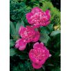 Piwonia, Paeonia - Edulis Superba - sadzonka