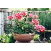 Pelargonia Raspberry Ripple - łososioworóżowa z czerwonymi plamkami, pstra
