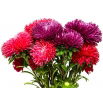 Aster - King Size - wysoki, nawet do 100 cm