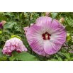 Ketmia bagienna, Hibiscus