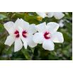 Ketmia bagienna, Hibiscus