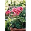 Pelargonia Raspberry Ripple - łososioworóżowa z czerwonymi plamkami, pstra