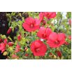 Ketmia bagienna, Hibiscus