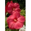 Ketmia bagienna, Hibiscus