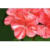Pelargonia Raspberry Ripple - łososioworóżowa z czerwonymi plamkami, pstra