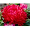 Aster peoniowy - czerwony
