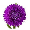 Aster peoniowy - fioletowy
