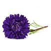 Aster - Milady Deep Blue