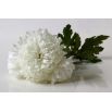 Aster - Milady White